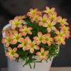 CandyBox Pomegranate Oxalis Plant - Live Flowering Oxalis in 4 Inch Pot - Image 1