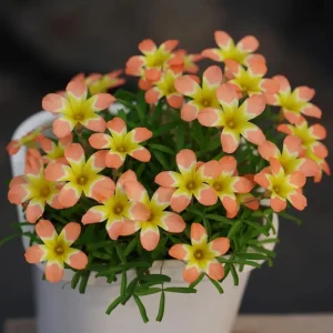 CandyBox Pomegranate Oxalis Plant - Live Flowering Oxalis in 4 Inch Pot - Image 1