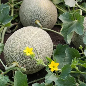 Cantaloupe Live Plants for Planting – 2 Plants, 3 to 5 Inch Tall Melon - Image 1