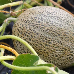 Cantaloupe Live Plants for Planting – 2 Plants, 3 to 5 Inch Tall Melon - Image 4