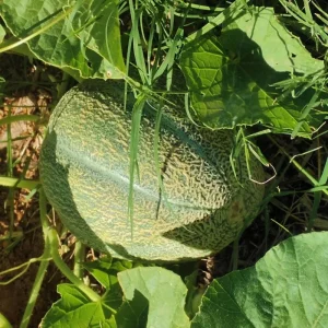 Cantaloupe Live Plants for Planting – 2 Plants, 3 to 5 Inch Tall Melon - Image 5