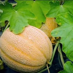 Cantaloupe Live Plants for Planting – 2 Plants, 3 to 5 Inch Tall Melon - Image 6