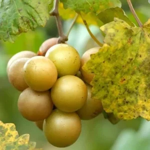 Carlos Muscadine Grape Plant – Live Grapevine – 4-6 Inch Tall – Outdoor Fruit - Image 2