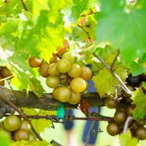 Carlos Muscadine Grape Plant – Live Grapevine – 4-6 Inch Tall – Outdoor Fruit - Image 3