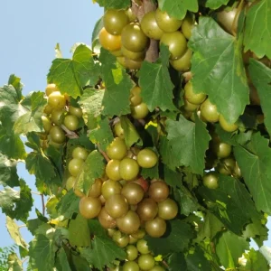 Carlos Muscadine Grape Plant – Live Grapevine – 4-6 Inch Tall – Outdoor Fruit - Image 4