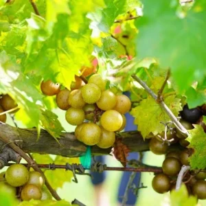 Carlos Muscadine Grape Plant – Live Grapevine – 4-6 Inch Tall – Outdoor Fruit - Image 5