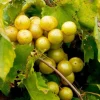 Carlos Muscadine Grape Plant – Live Grapevine – 4-6 Inch Tall – Outdoor Fruit - Image 1