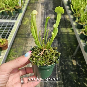 Carnivorous Plant Bundle – Choose Any 2 Live Plants – 3 Inch Pots – Indoor - Image 6