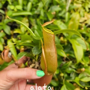 Carnivorous Plant Bundle – Choose Any 2 Live Plants – 3 Inch Pots – Indoor - Image 9