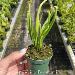 Carnivorous Plant Bundle - Pick Any Two Live Plants - 3 Inch Pots - Image 2