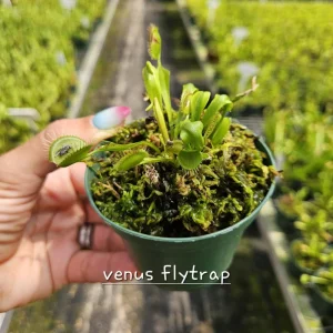 Carnivorous Plant Bundle - Pick Any Two Live Plants - 3 Inch Pots - Image 3