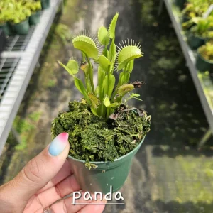 Carnivorous Plant Bundle - Pick Any Two Live Plants - 3 Inch Pots - Image 4