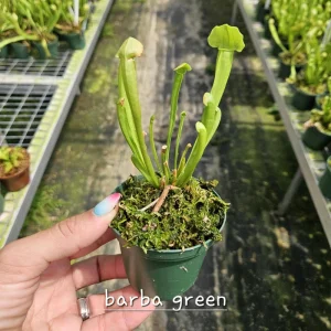 Carnivorous Plant Bundle - Pick Any Two Live Plants - 3 Inch Pots - Image 6