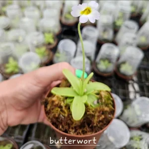 Carnivorous Plant Bundle - Pick Any Two Live Plants - 3 Inch Pots - Image 7