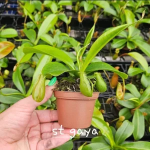 Carnivorous Plant Bundle - Pick Any Two Live Plants - 3 Inch Pots - Image 8