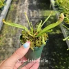 Carnivorous Plant Bundle - Pick Any Two Live Plants - 3 Inch Pots - Image 1