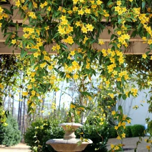 Carolina Jasmine Live Plant - Yellow Climbing Vine, 4-6 Inch Tall - Image 2