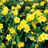 Carolina Jasmine Live Plant - Yellow Climbing Vine, 4-6 Inch Tall - Image 1