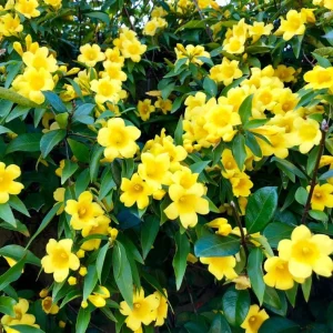 Carolina Jasmine Live Plant - Yellow Climbing Vine, 4-6 Inch Tall - Image 1