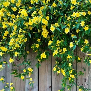 Carolina Jasmine Live Plant - Yellow Climbing Vine, 4-6 Inch Tall - Image 3