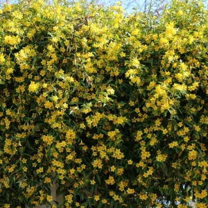 Carolina Jasmine Live Plant - Yellow Climbing Vine, 4-6 Inch Tall - Image 4