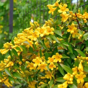 Carolina Jasmine Live Plant - Yellow Climbing Vine, 4-6 Inch Tall - Image 5