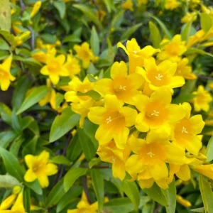 Carolina Jasmine Live Plant - Yellow Climbing Vine, 4-6 Inch Tall - Image 6