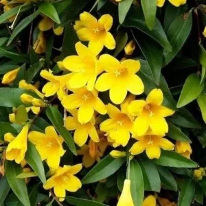 Carolina Jasmine Live Plant - Yellow Climbing Vine, 4-6 Inch Tall - Image 7