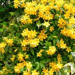 Carolina Jasmine Live Plant - Yellow Climbing Vine, 4-6 Inch Tall - Image 8