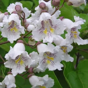 Catalpa Tree Bare Root Seedlings - Live Plants, Set of 2, 6-12 Inch Tall, Dormant - Image 2