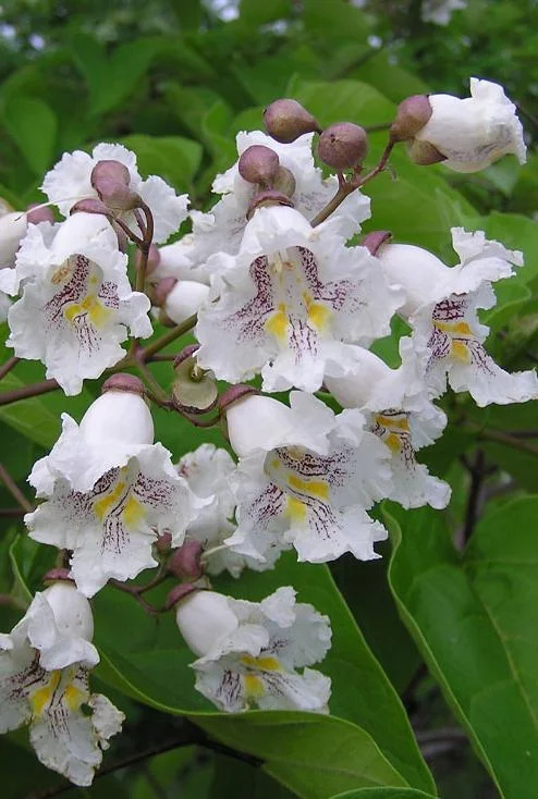 Catalpa Tree Bare Root Seedlings - Live Plants, Set of 2, 6-12 Inch Tall, Dormant - Image 2