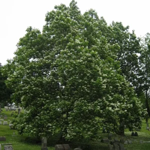 Catalpa Tree Bare Root Seedlings - Live Plants, Set of 2, 6-12 Inch Tall, Dormant - Image 3