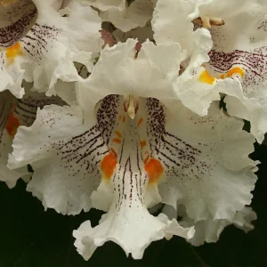 Catalpa Tree Bare Root Seedlings - Live Plants, Set of 2, 6-12 Inch Tall, Dormant - Image 4