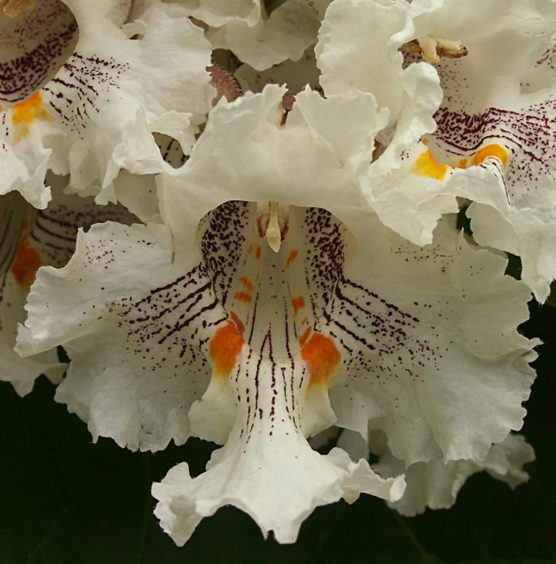 Catalpa Tree Bare Root Seedlings - Live Plants, Set of 2, 6-12 Inch Tall, Dormant - Image 4