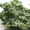 Catalpa Tree Bare Root Seedlings - Live Plants, Set of 2, 6-12 Inch Tall, Dormant - Image 1