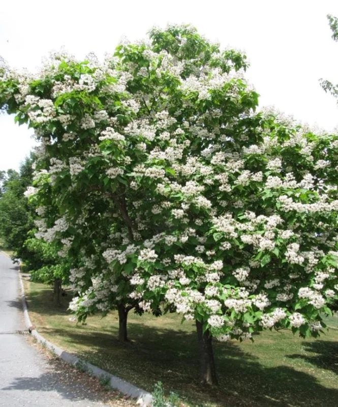 Catalpa Tree Bare Root Seedlings - Live Plants, Set of 2, 6-12 Inch Tall, Dormant - Image 1
