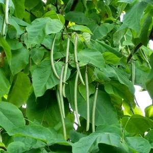 Catalpa Tree Bare Root Seedlings - Live Plants, Set of 2, 6-12 Inch Tall, Dormant - Image 5