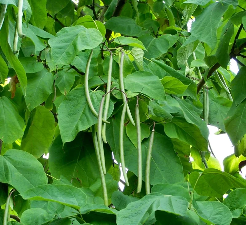 Catalpa Tree Bare Root Seedlings - Live Plants, Set of 2, 6-12 Inch Tall, Dormant - Image 5