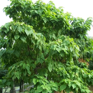 Catalpa Tree Bare Root Seedlings - Live Plants, Set of 2, 6-12 Inch Tall, Dormant - Image 6