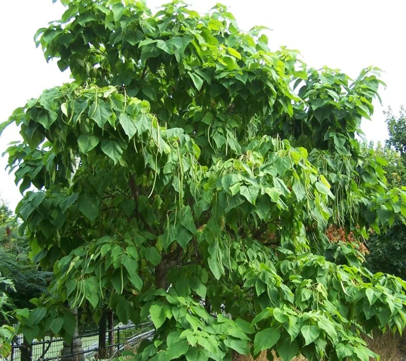 Catalpa Tree Bare Root Seedlings - Live Plants, Set of 2, 6-12 Inch Tall, Dormant - Image 6