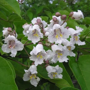 Catalpa Tree Bare Root Seedlings - Live Plants, Set of 2, 6-12 Inch Tall, Dormant - Image 7