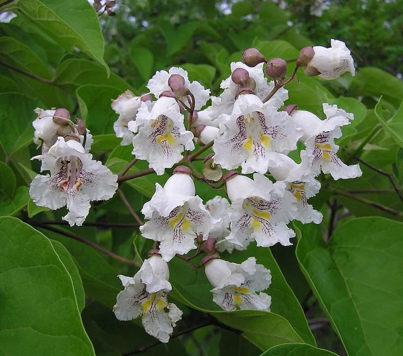 Catalpa Tree Bare Root Seedlings - Live Plants, Set of 2, 6-12 Inch Tall, Dormant - Image 7