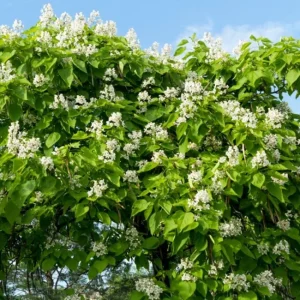 Catalpa Tree Bare Root Seedlings - Live Plants, Set of 2, 6-12 Inch Tall, Dormant - Image 8