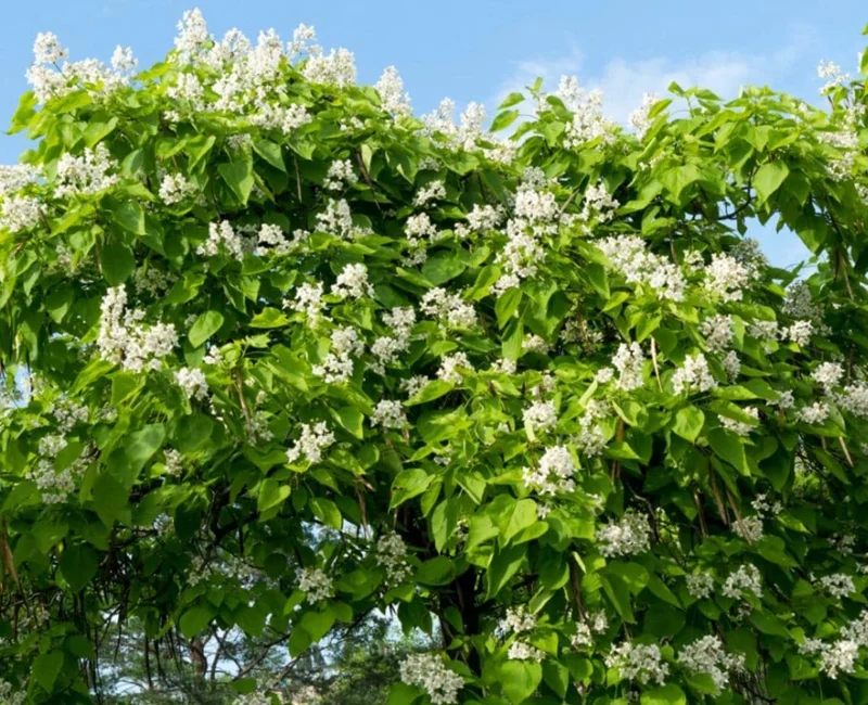 Catalpa Tree Bare Root Seedlings - Live Plants, Set of 2, 6-12 Inch Tall, Dormant - Image 8