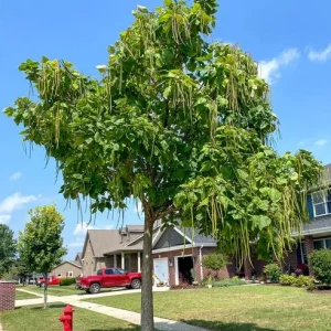 Catalpa Tree Bare Root Seedlings - Live Plants, Set of 2, 6-12 Inch Tall, Dormant - Image 9