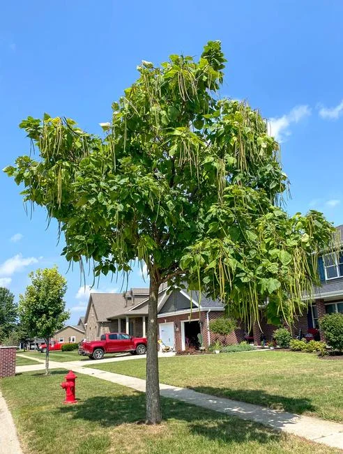 Catalpa Tree Bare Root Seedlings - Live Plants, Set of 2, 6-12 Inch Tall, Dormant - Image 9