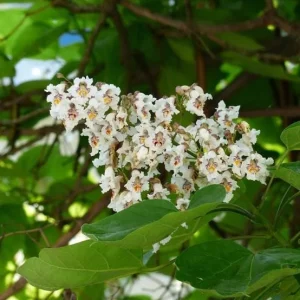 Catalpa Tree Bare Roots - 5 Pack, 1-2ft Tall Seedlings, Dormant - Image 2