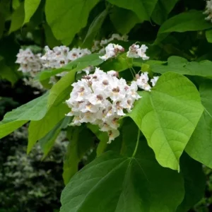 Catalpa Tree Bare Roots - 5 Pack, 1-2ft Tall Seedlings, Dormant - Image 3