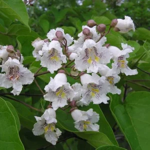 Catalpa Tree Bare Roots - 5 Pack, 1-2ft Tall Seedlings, Dormant - Image 4