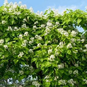 Catalpa Tree Bare Roots - 5 Pack, 1-2ft Tall Seedlings, Dormant - Image 5